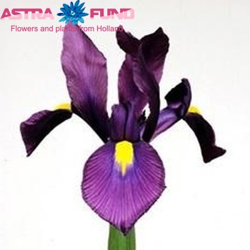 Iris (Hollandse Iris Grp) 'Purple Sensation' foto