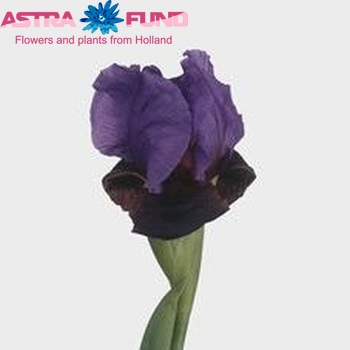 Iris (vaste plant) iberica 'Nitzan' Foto