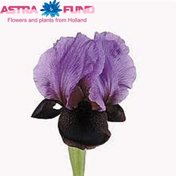 Iris atropurpurea Foto