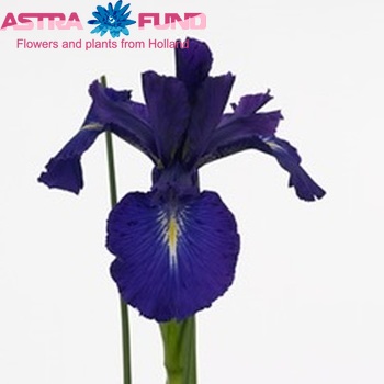 Iris latifolia (vaste plant) 'King of the Blues' foto