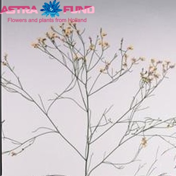 Limonium sinensis China Pink zdjęcie