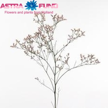 Limonium sinensis China Rosy zdjęcie