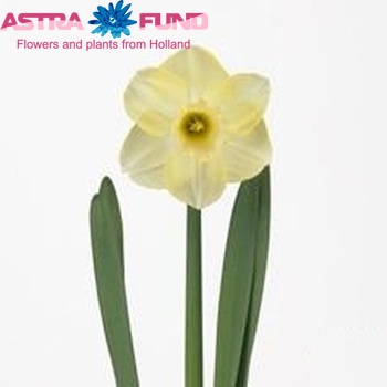 Narcissus Grootkronige Grp met blad 'Avalon' zdjęcie