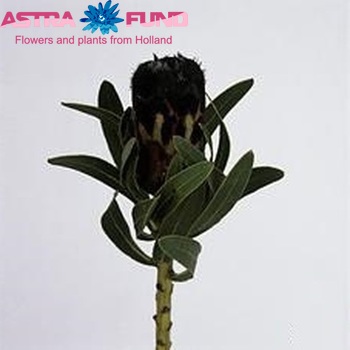 Protea 'Black Lepido' zdjęcie