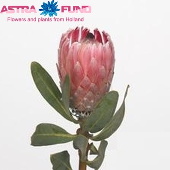 Protea compacta 'Pink Lady' zdjęcie