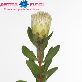 Protea mundi фото