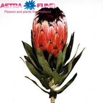 Protea neriifolia foto