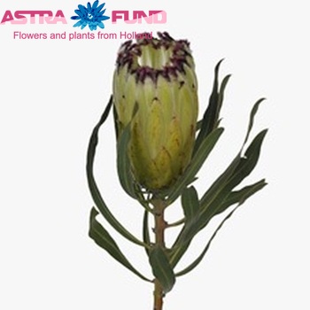 Protea neriifolia 'Limelight' zdjęcie
