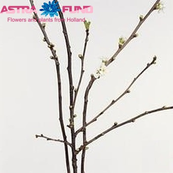 Prunus cerasus 'Morel' zdjęcie