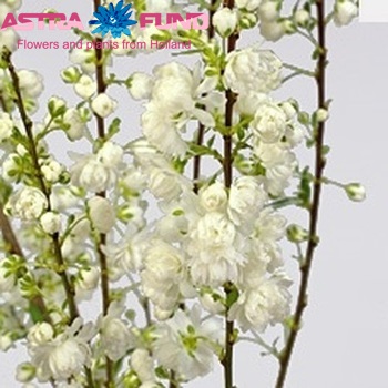Prunus glandulosa 'Alba Plena' фото