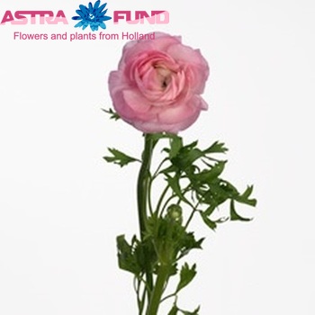 Ranunculus asiaticus 'Amandine Pink' Foto