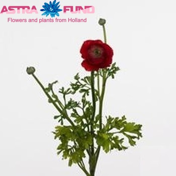 Ranunculus asiaticus 'Amandine Red' Foto