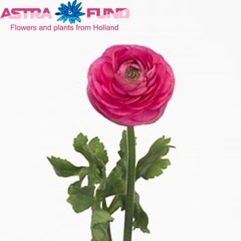 Ranunculus asiaticus 'Amandine Rose' Foto