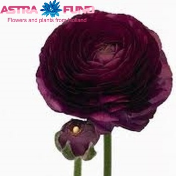 Ranunculus asiaticus 'Andrea Violet' photo