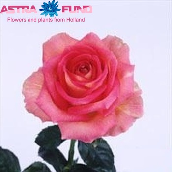 Rosa gr латиноамериканський амбіанс фото