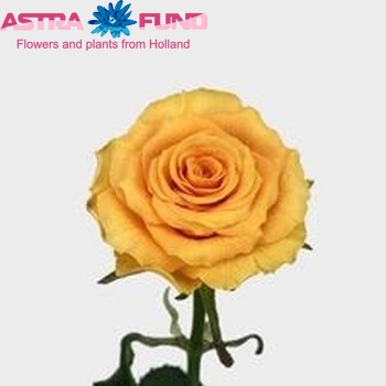 Rosa gr Sphinx Gold photo