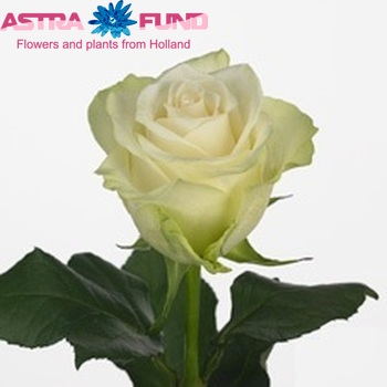 Роза крупноцветковая A-1 фото