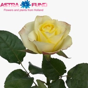 Роза крупноцветковая Aanya фото