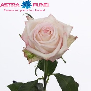 Роза крупноцветковая Amarena фото