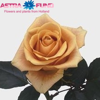 Роза крупноцветковая Anouk! фото
