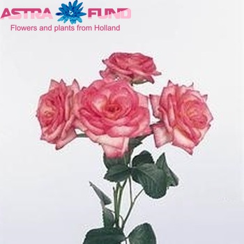 Роза крупноцветковая Aphrodite Freiland фото