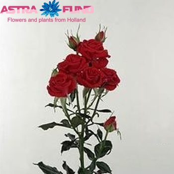 Роза кустовая Santa Rosa фото