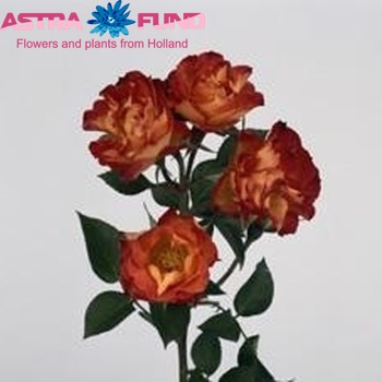 Роза кустовая Taifun Freelander фото