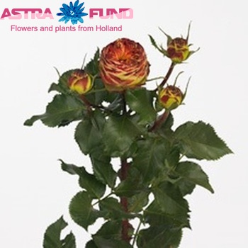 Роза кустовая Vulcanica Freelander фото