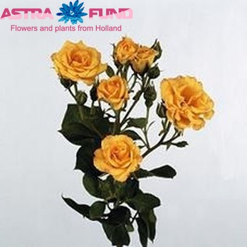 Роза кустовая Yellow Taifun Freelander фото