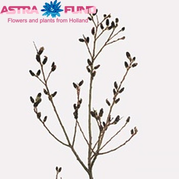 Salix gracilistyla 'Melanostachys' Foto