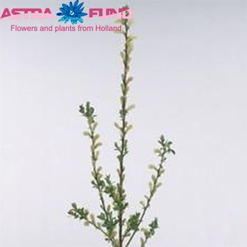 Salix phylicifolia фото