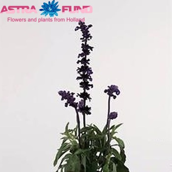 Salvia farinacea 'Victoria' zdjęcie