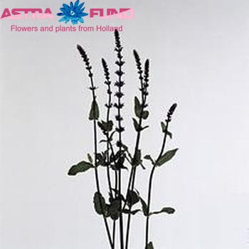Salvia nemorosa 'Caradonna' zdjęcie