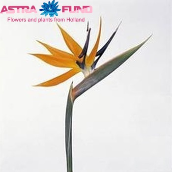 Strelitzia reginae (цвітіння) фото