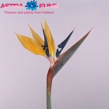 Strelitzia reginae 'Yellow Josephien' zdjęcie