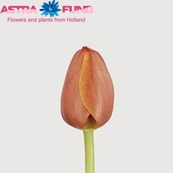 Tulipa  'Ad Rem' Foto