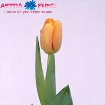 Tulipa  Blushing Apeldoorn Foto