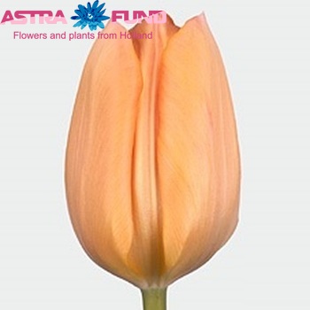 Tulipa 'Apricot Beauty' photo