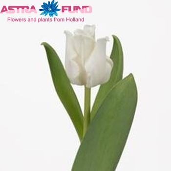 Tulipa White Liberstar photo