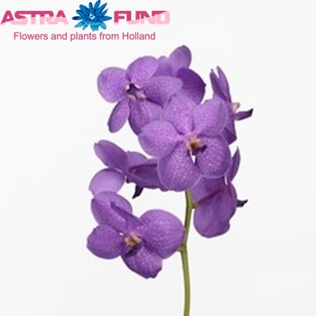 Vanda Enp12 'Lilac Beauty' Foto