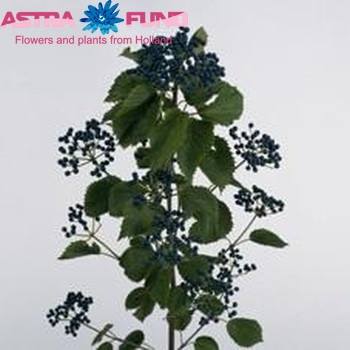 Viburnum per tak 'Dark Blue Hermania' zdjęcie