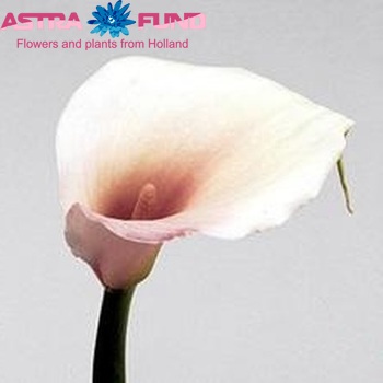 Zantedeschia aethiopica 'Pink Mist' zdjęcie
