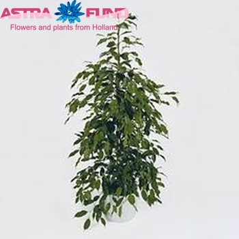 Ficus benjamina 'Exotica' zdjęcie