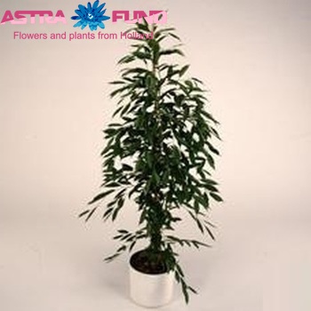 Ficus benjamina 'Foliole' Foto