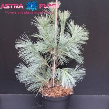 Pinus Fastigiata zdjęcie