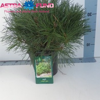 Pinus Mugo Pumilio фото