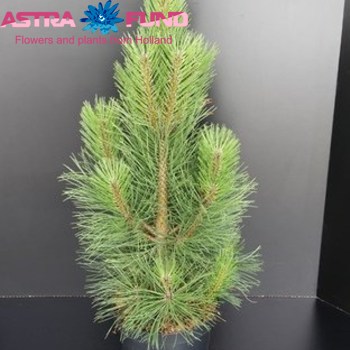 Pinus Pyramidalis photo