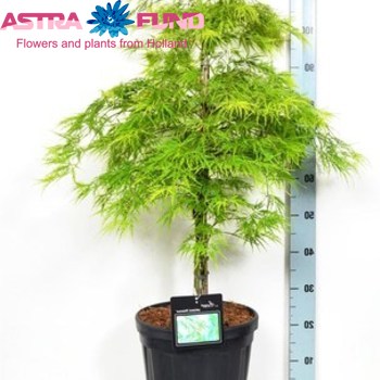 Acer Dissectum фото