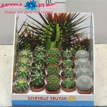 Cactus Bolcactus Cites Foto