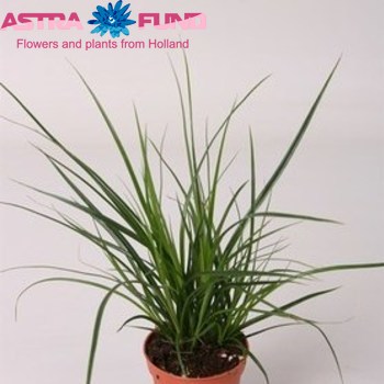 Carex Brunnea photo